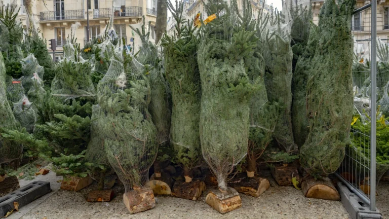 Ha ezt látod a karácsonyfán, be ne vidd a házba!