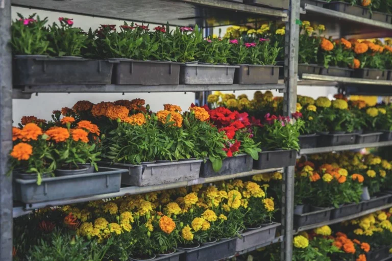 Ingyenes virágosztás jön ebben a magyar városban, sokan nem is tudnak róla!
